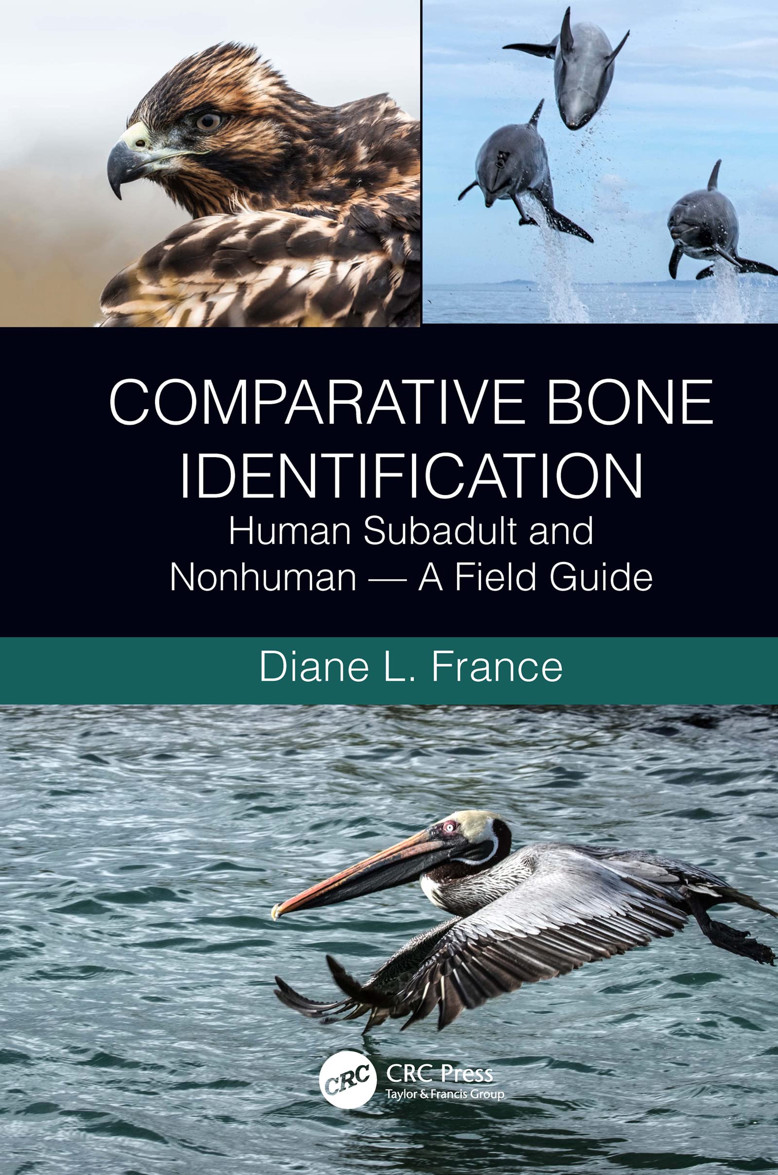 Comparative Bone Identification: Human Subadult and Nonhuman  A Field Guide