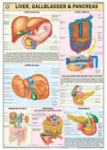 Hp23S | Teachingnest | Liver, Gall Bladder & Pancreas Chart 70X100 Cm | English | Human Physiology Chart | Synthetic | Wall Stic