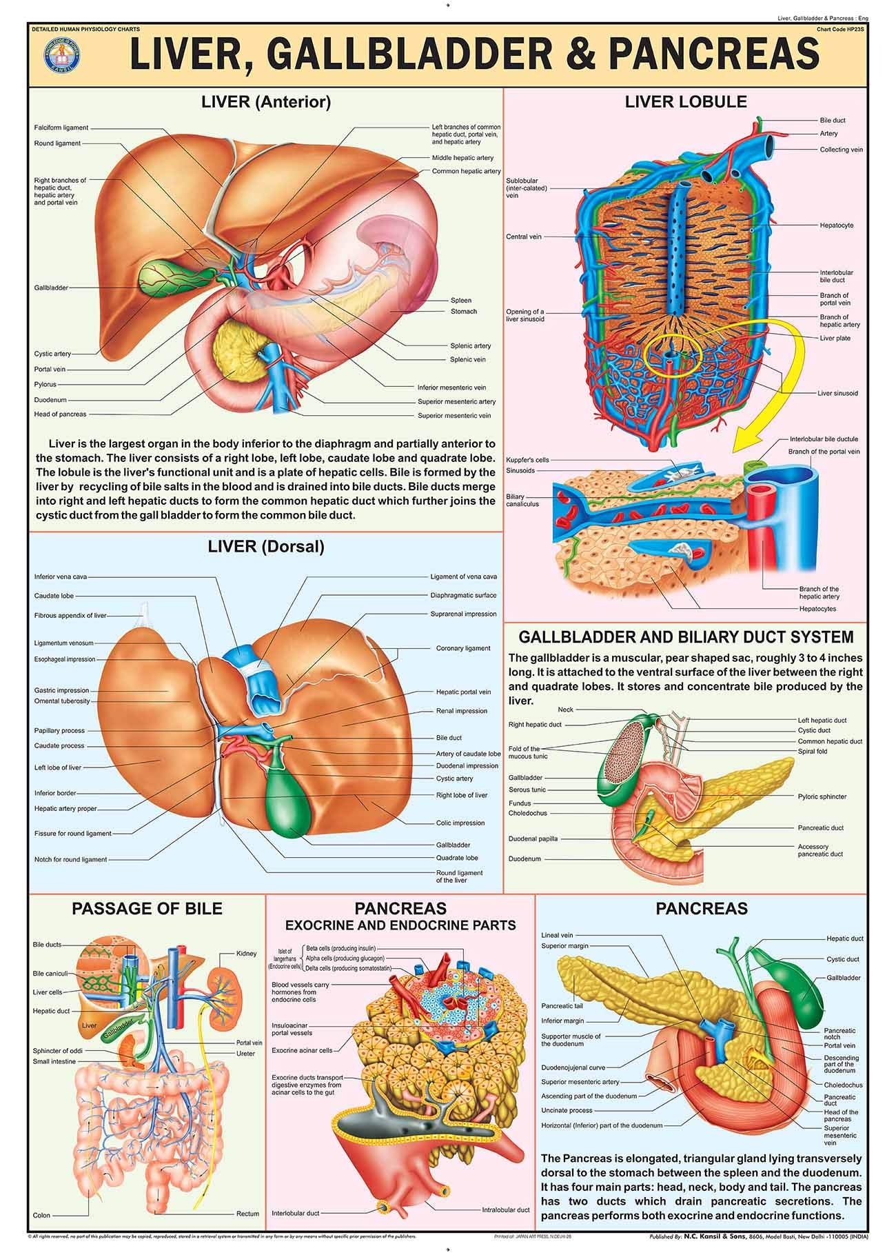Hp23S | Teachingnest | Liver, Gall Bladder & Pancreas Chart 70X100 Cm | English | Human Physiology Chart | Synthetic | Wall Stic
