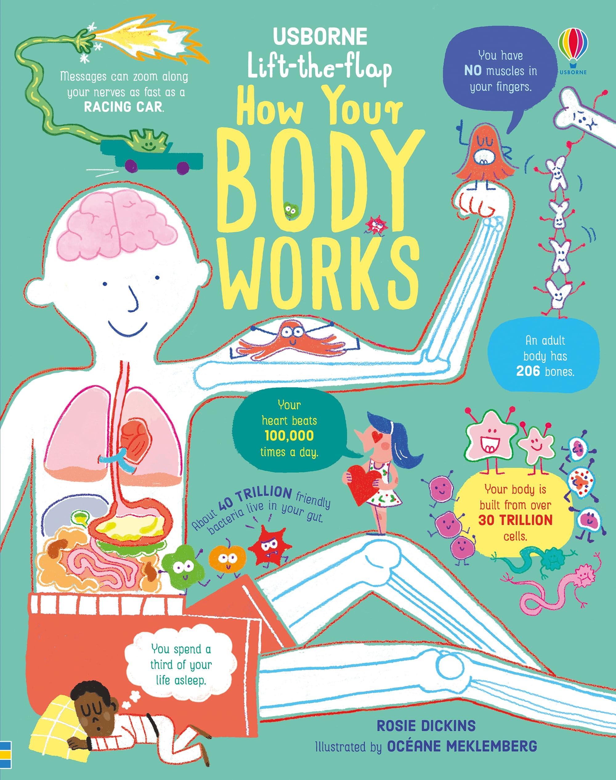 LifttheFlap How Your Body Works