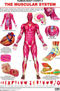 Muscular System Laminated Educational Wall Chart | Kids Learning Poster | Colourful Illustrations, BothSide Laminated, TearRes
