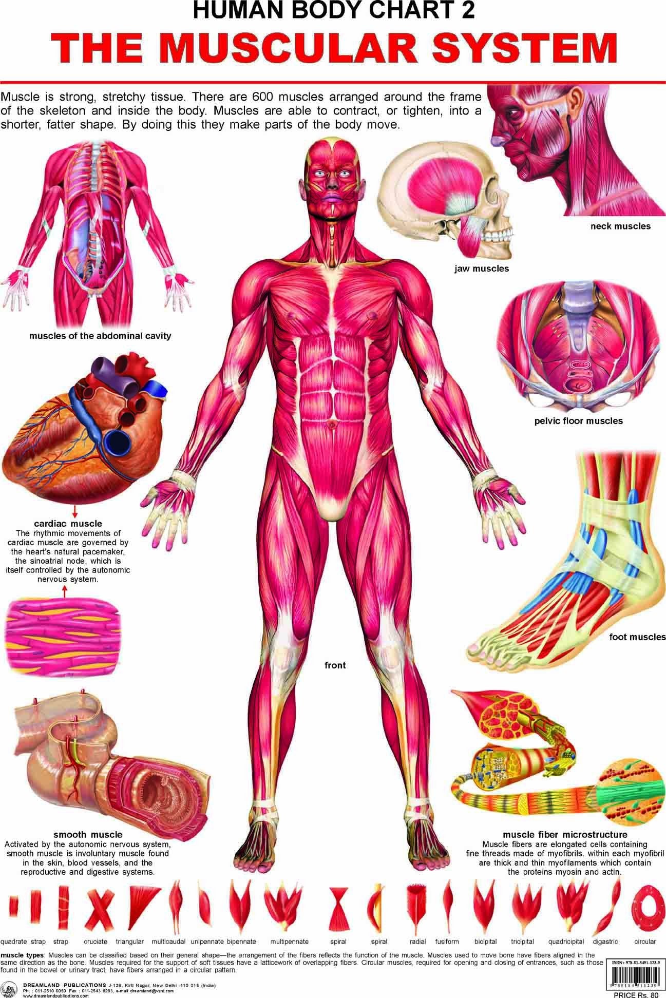Muscular System Laminated Educational Wall Chart | Kids Learning Poster | Colourful Illustrations, BothSide Laminated, TearRes