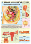 Hp13S | Teachingnest | Reproductive System (Female) Chart 70X100 Cm | English | Human Physiology Chart | Synthetic | Wall Sticki