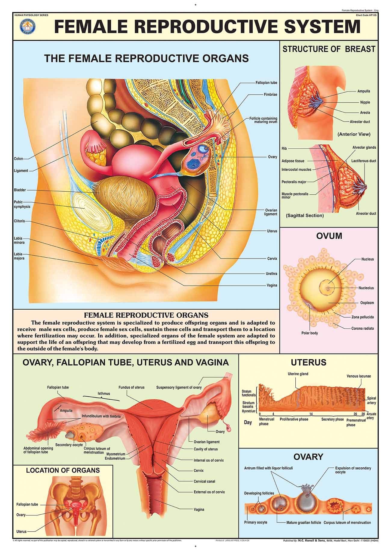 Hp13S | Teachingnest | Reproductive System (Female) Chart 70X100 Cm | English | Human Physiology Chart | Synthetic | Wall Sticki