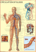 Human Circulation of Blood Chart | 70x100 cm | Laminated Educational Wall Chart | Human Physiology Poster for Biology, Medical &
