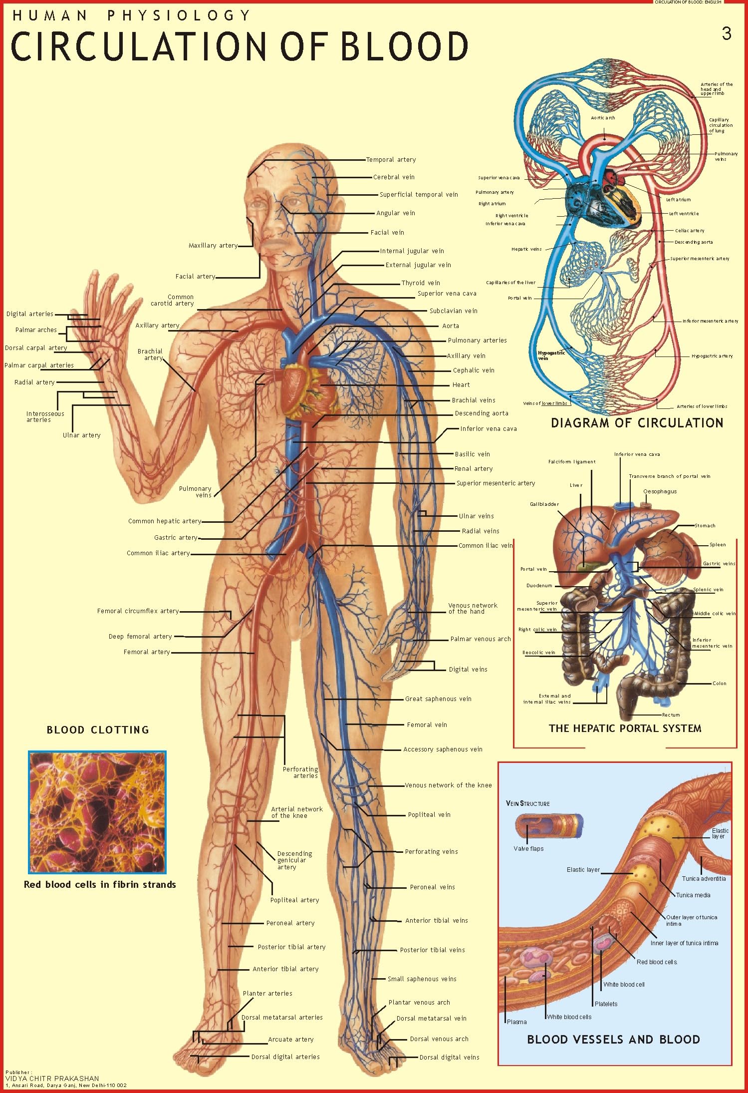Human Circulation of Blood Chart | 70x100 cm | Laminated Educational Wall Chart | Human Physiology Poster for Biology, Medical &