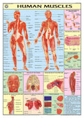 Hp02S | Teachingnest | Human Muscles Chart 70X100 Cm | English | Human Physiology Chart | Synthetic | Wall Sticking
