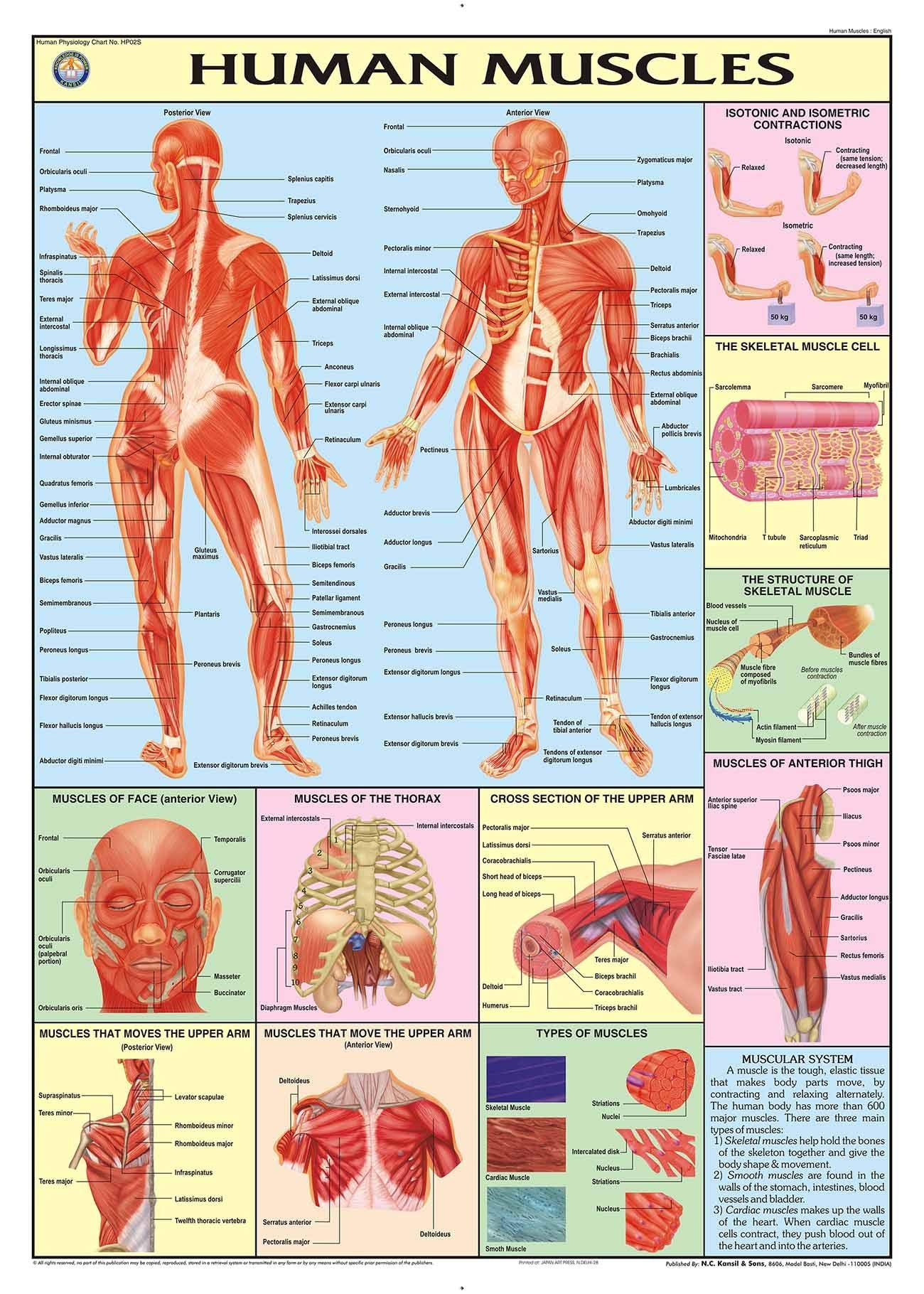 Hp02S | Teachingnest | Human Muscles Chart 70X100 Cm | English | Human Physiology Chart | Synthetic | Wall Sticking