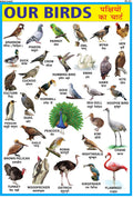 Birds Chart For Kids | 70X100 Cm (Extra Large Size To Attract Kids) | NonTearable And Waterproof | Perfect For Homeschooling, K