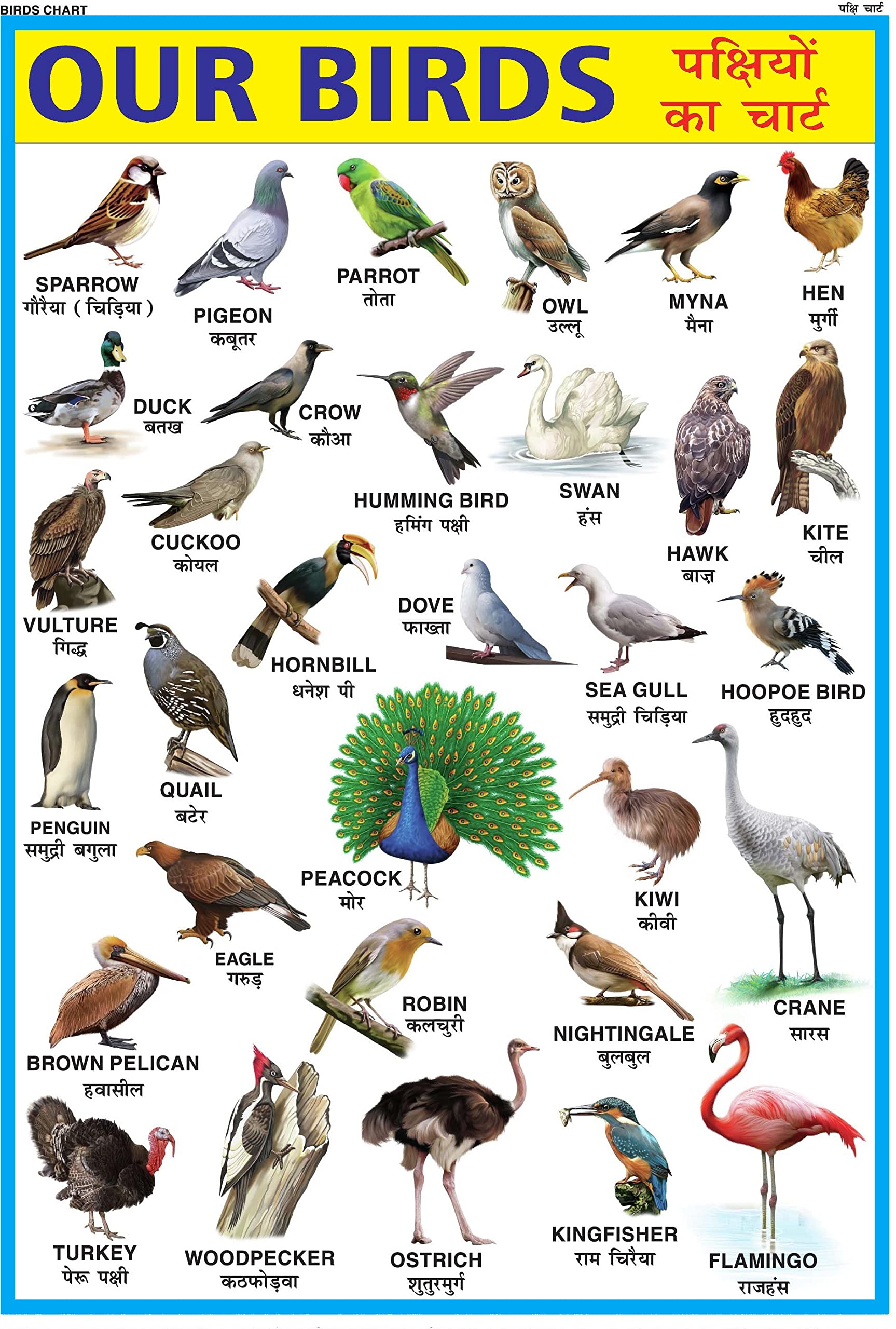 Birds Chart For Kids | 70X100 Cm (Extra Large Size To Attract Kids) | NonTearable And Waterproof | Perfect For Homeschooling, K