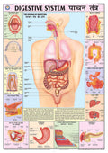 Hpm05 | Teachingnest | Digestive System Chart 70X100 Cm | English & Hindi Combined | Human Physiology Chart | Laminated | Wall S