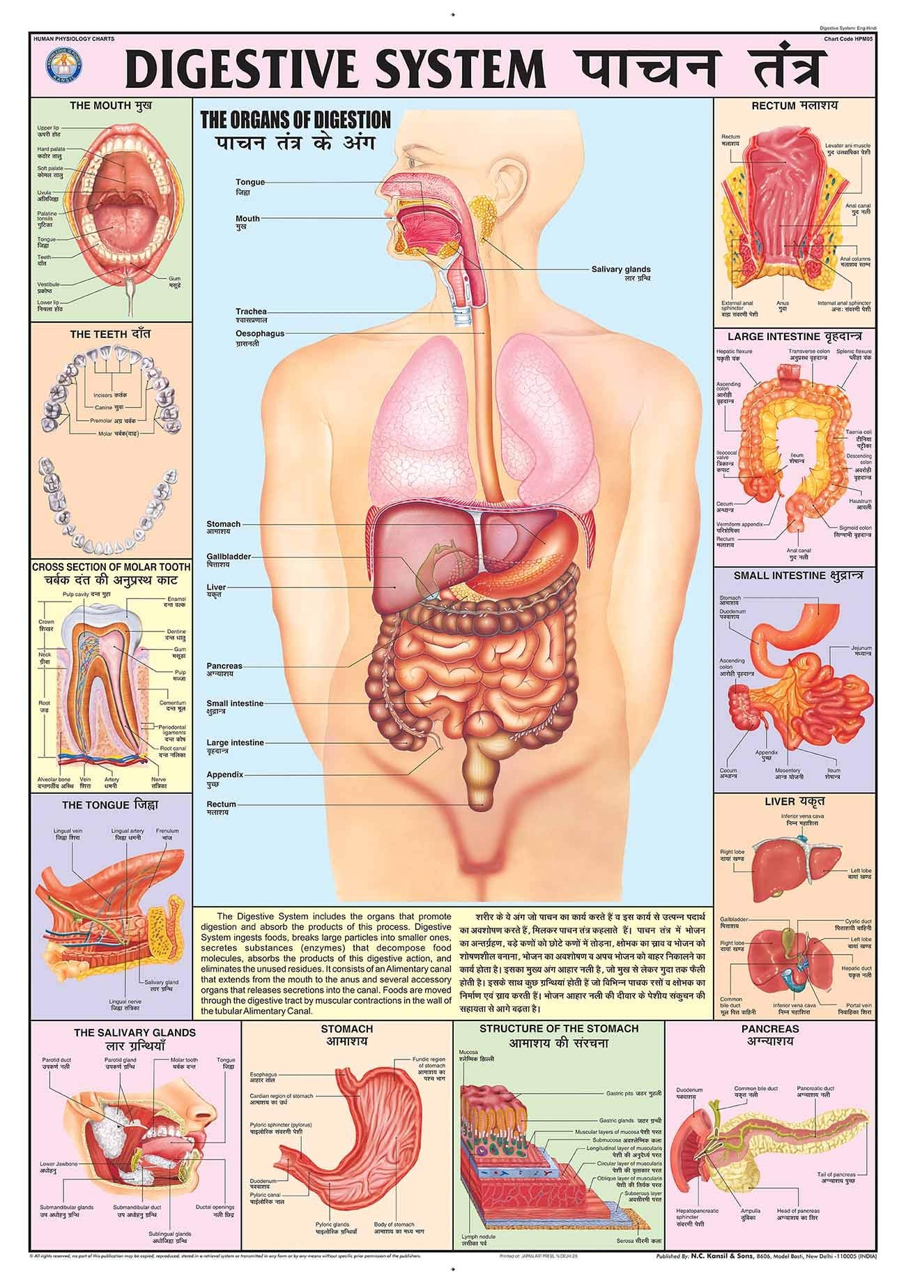 Hpm05 | Teachingnest | Digestive System Chart 70X100 Cm | English & Hindi Combined | Human Physiology Chart | Laminated | Wall S