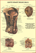 Human Genito Urinary Organs Chart ( Male Reproductive System ) | 70x100 cm | Laminated Educational Wall Chart | Human Physiology
