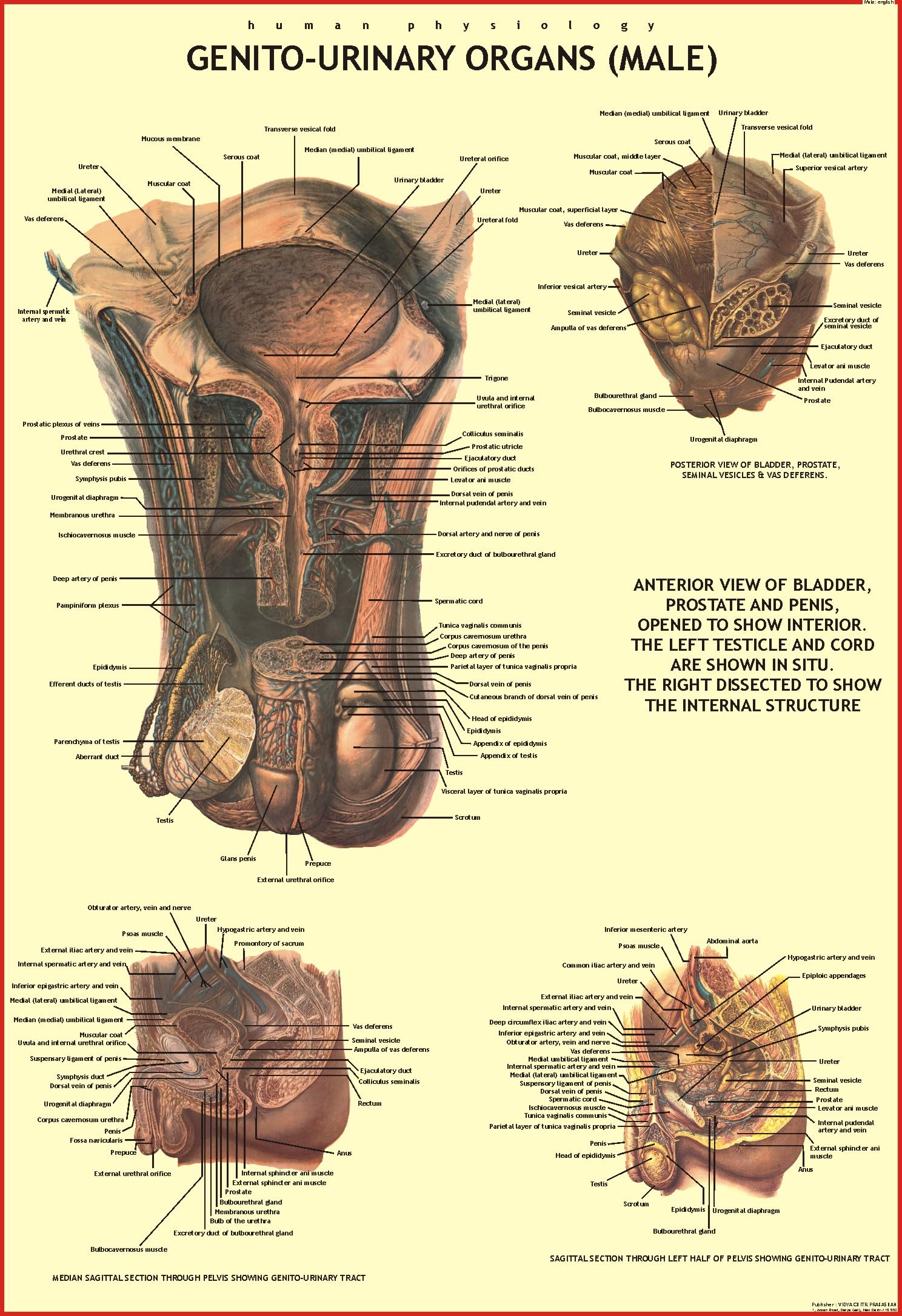 Human Genito Urinary Organs Chart ( Male Reproductive System ) | 70x100 cm | Laminated Educational Wall Chart | Human Physiology
