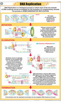 Stg36 | Teachingnest | Dna Replication Chart (58X90 Cm) | English | General Science Charts | With Rollers [Wall Chart] General S
