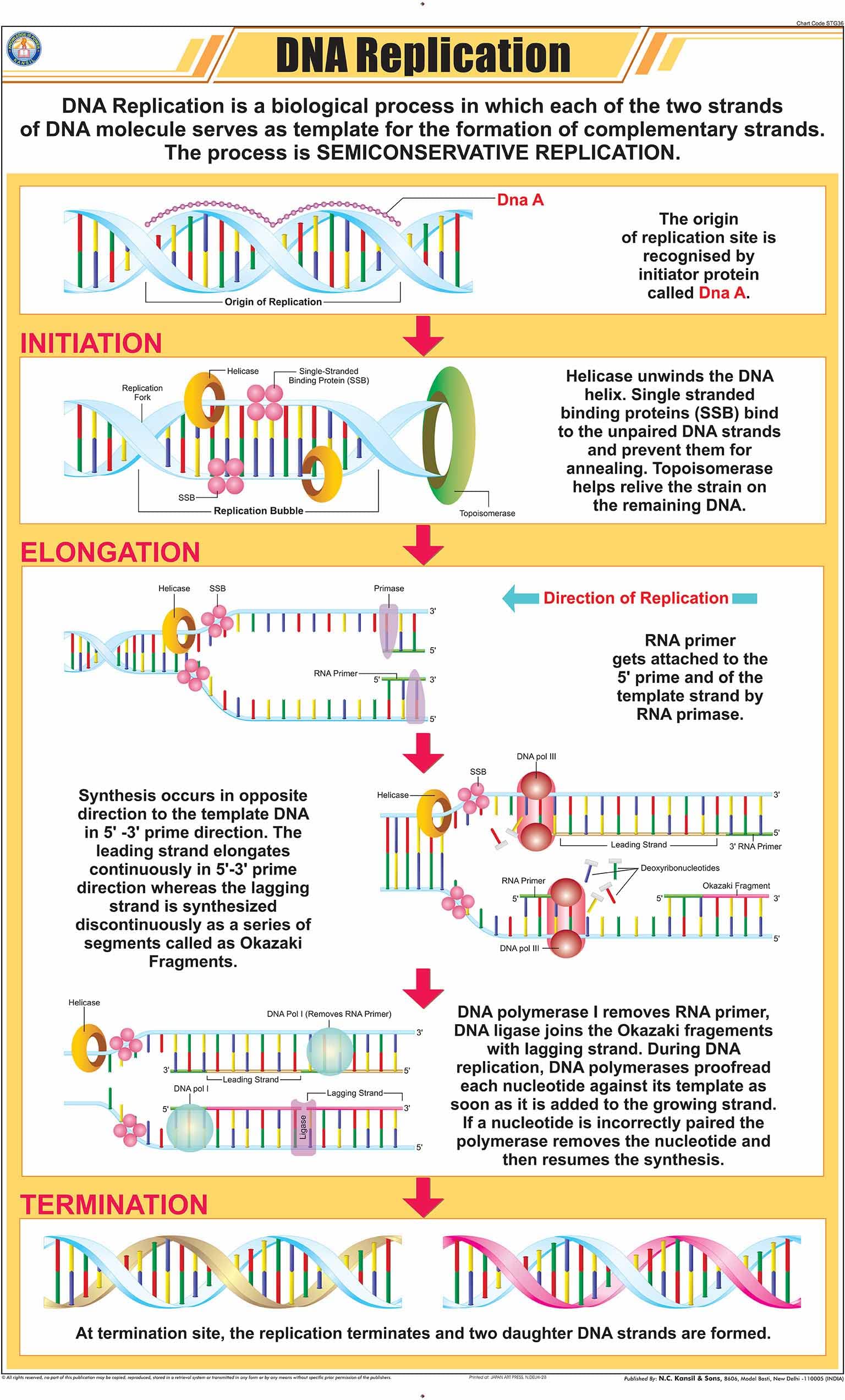 Stg36 | Teachingnest | Dna Replication Chart (58X90 Cm) | English | General Science Charts | With Rollers [Wall Chart] General S
