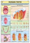 Hpm17 | Teachingnest | Human Teeth Chart 70X100 Cm | English | Human Physiology Chart | Laminated | Wall Sticking [Wall Chart] T
