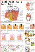 Human Teeth & Dental Care Chart | 70x100 cm | Laminated Educational Wall Chart | Human Physiology Poster for Biology, Medical & 