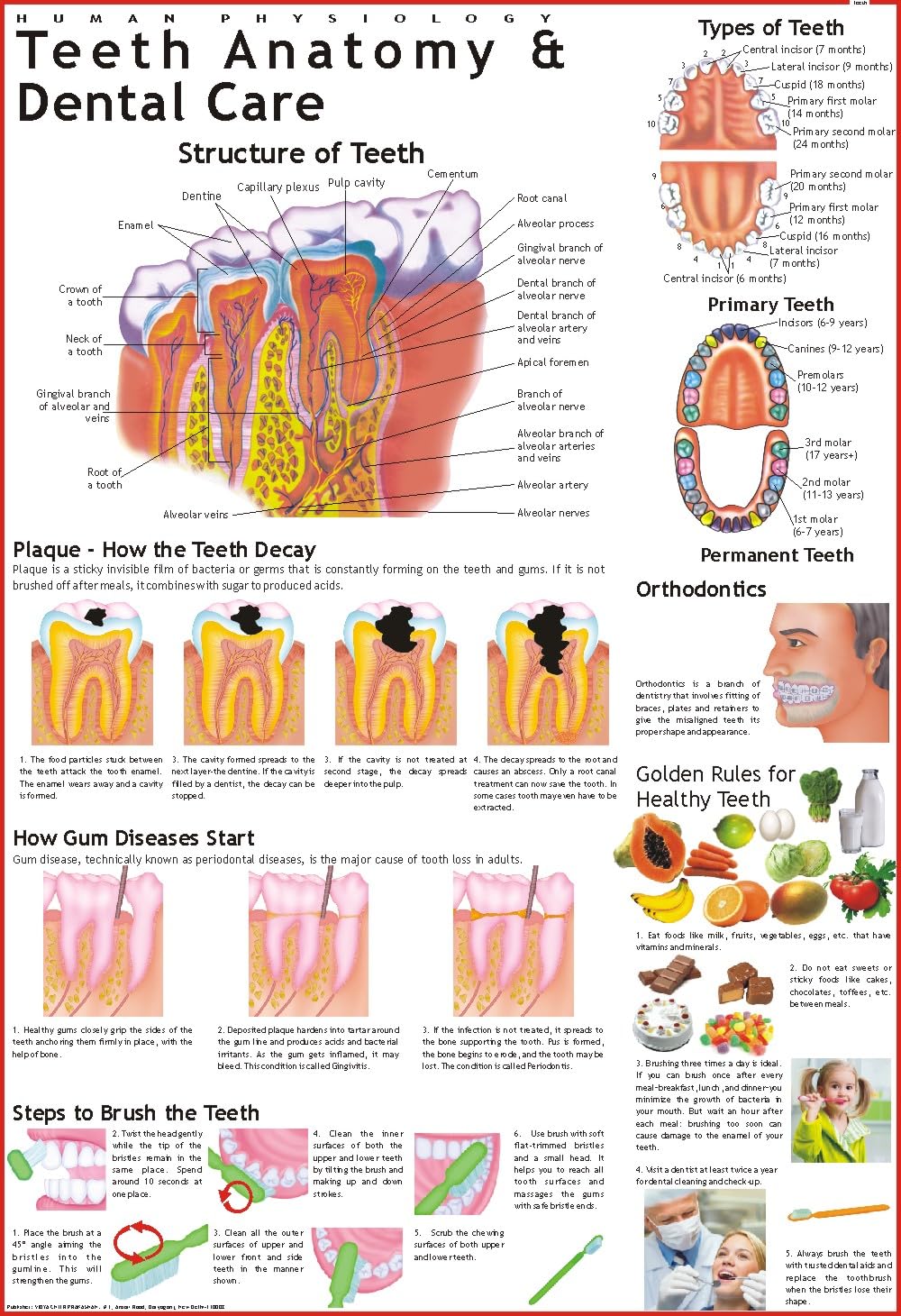Human Teeth & Dental Care Chart | 70x100 cm | Laminated Educational Wall Chart | Human Physiology Poster for Biology, Medical & 
