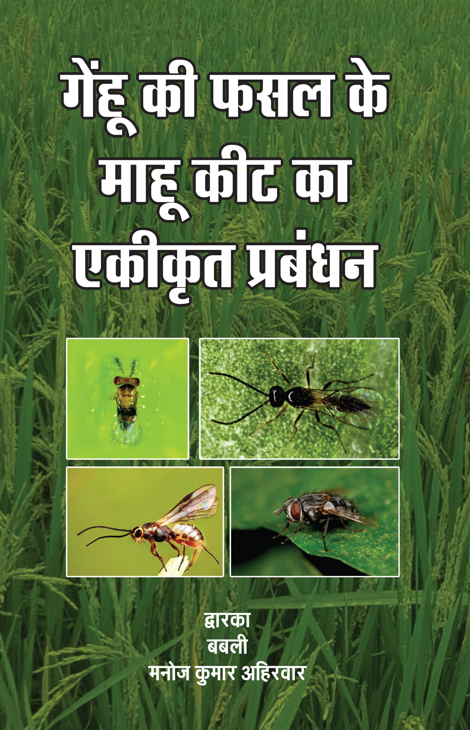Gehun Ki Fasal Ke Mahu Keet Ka Ekikrat Prabandhan