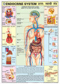 Hpm11 | Teachingnest | Endocrine System Chart 70X100 Cm | English & Hindi Combined | Human Physiology Chart | Laminated | Wall S