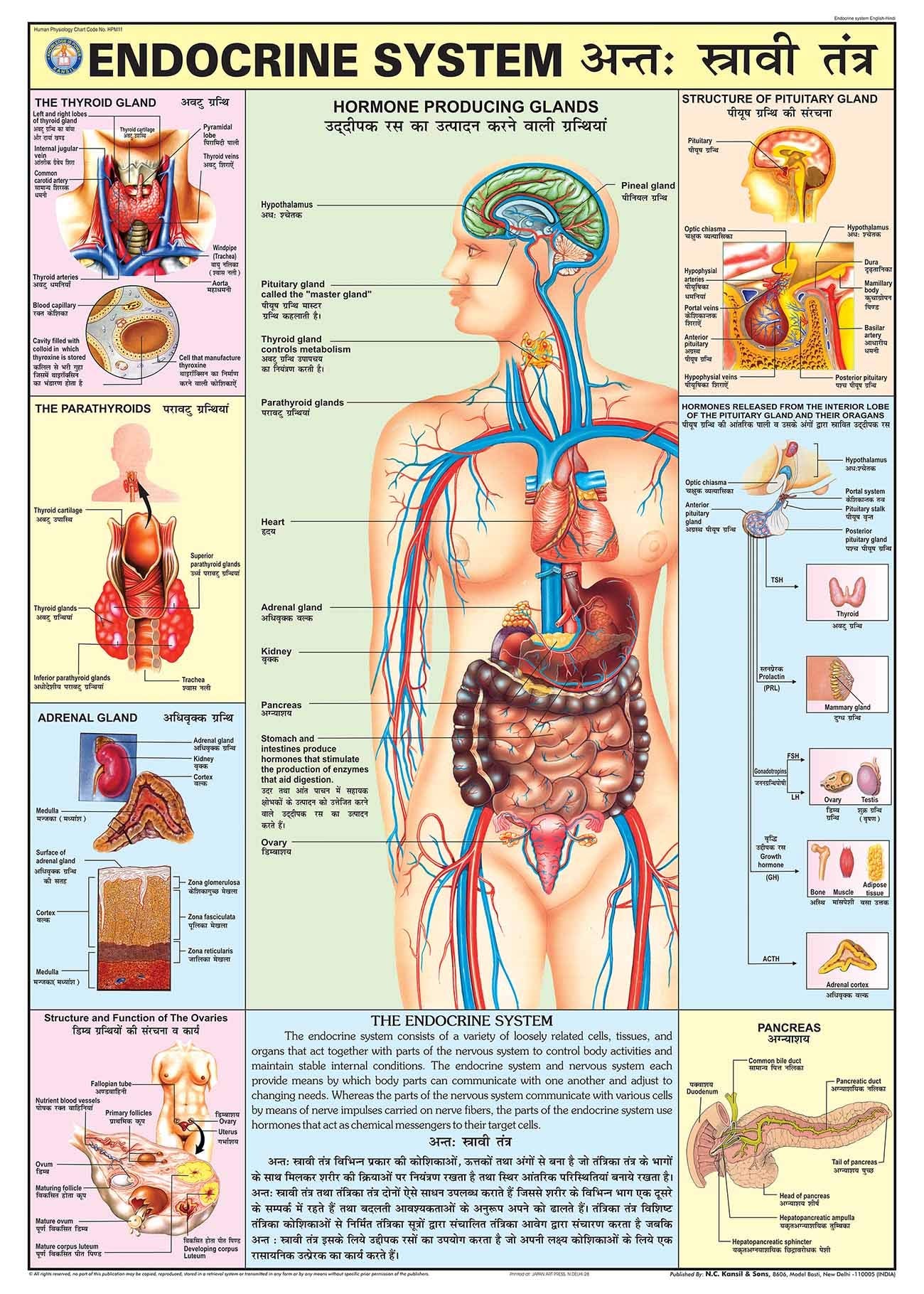 Hpm11 | Teachingnest | Endocrine System Chart 70X100 Cm | English & Hindi Combined | Human Physiology Chart | Laminated | Wall S