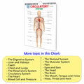 All in one Human Anatomy Chart : anatomy chart for students, 16 in one spiral chart, mind development chart, kids study anatomy