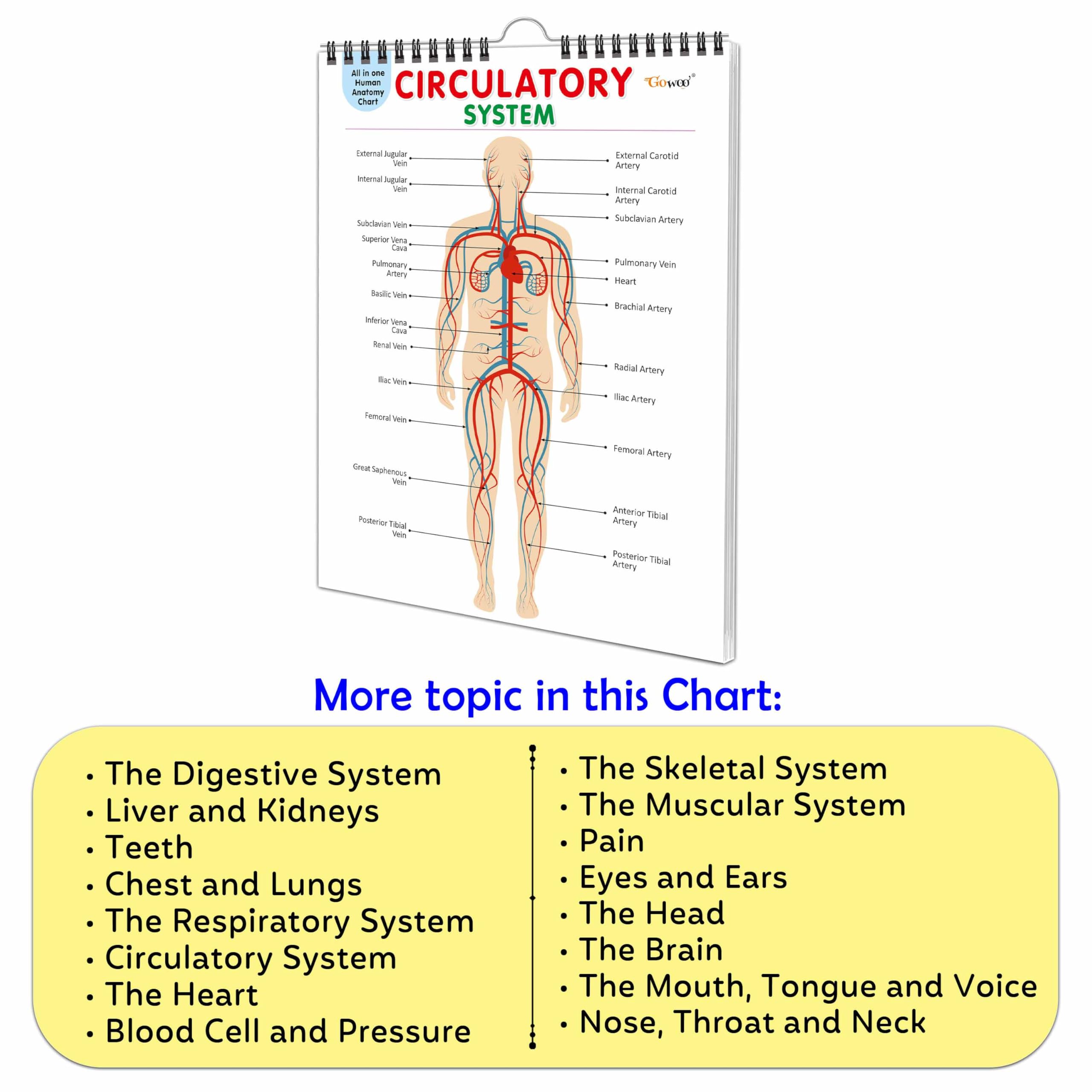 All in one Human Anatomy Chart : anatomy chart for students, 16 in one spiral chart, mind development chart, kids study anatomy