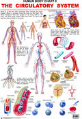 The Circulatory System Educational Wall Chart for Kids  48 x 73 cm, Colourful Laminated Learning Chart for Classroom, Preschool