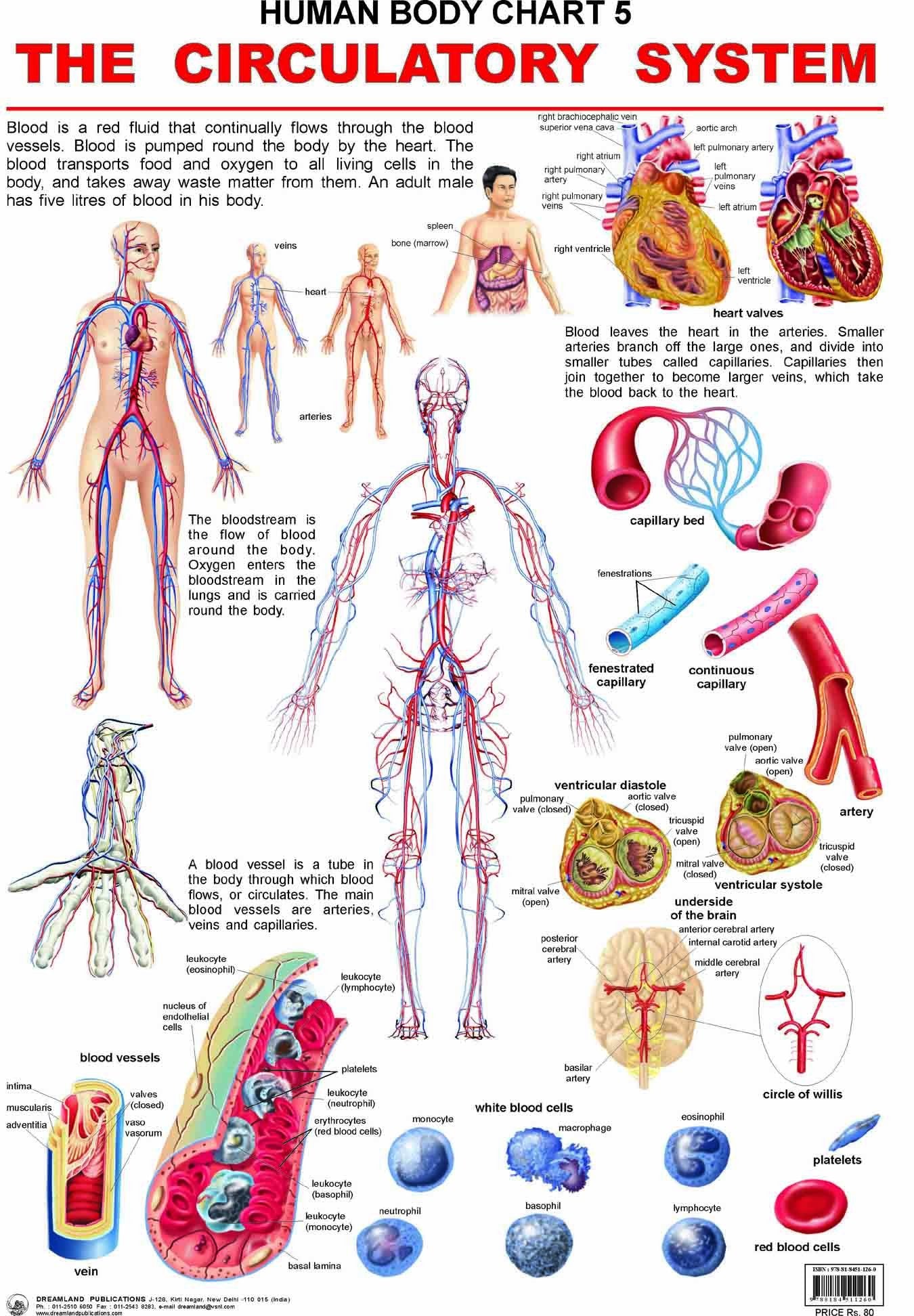 The Circulatory System Educational Wall Chart for Kids  48 x 73 cm, Colourful Laminated Learning Chart for Classroom, Preschool