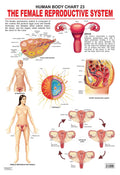 The Female Reproductive System Educational Wall Chart for Kids  48 x 73 cm, Colourful Laminated Learning Chart for Classroom, P