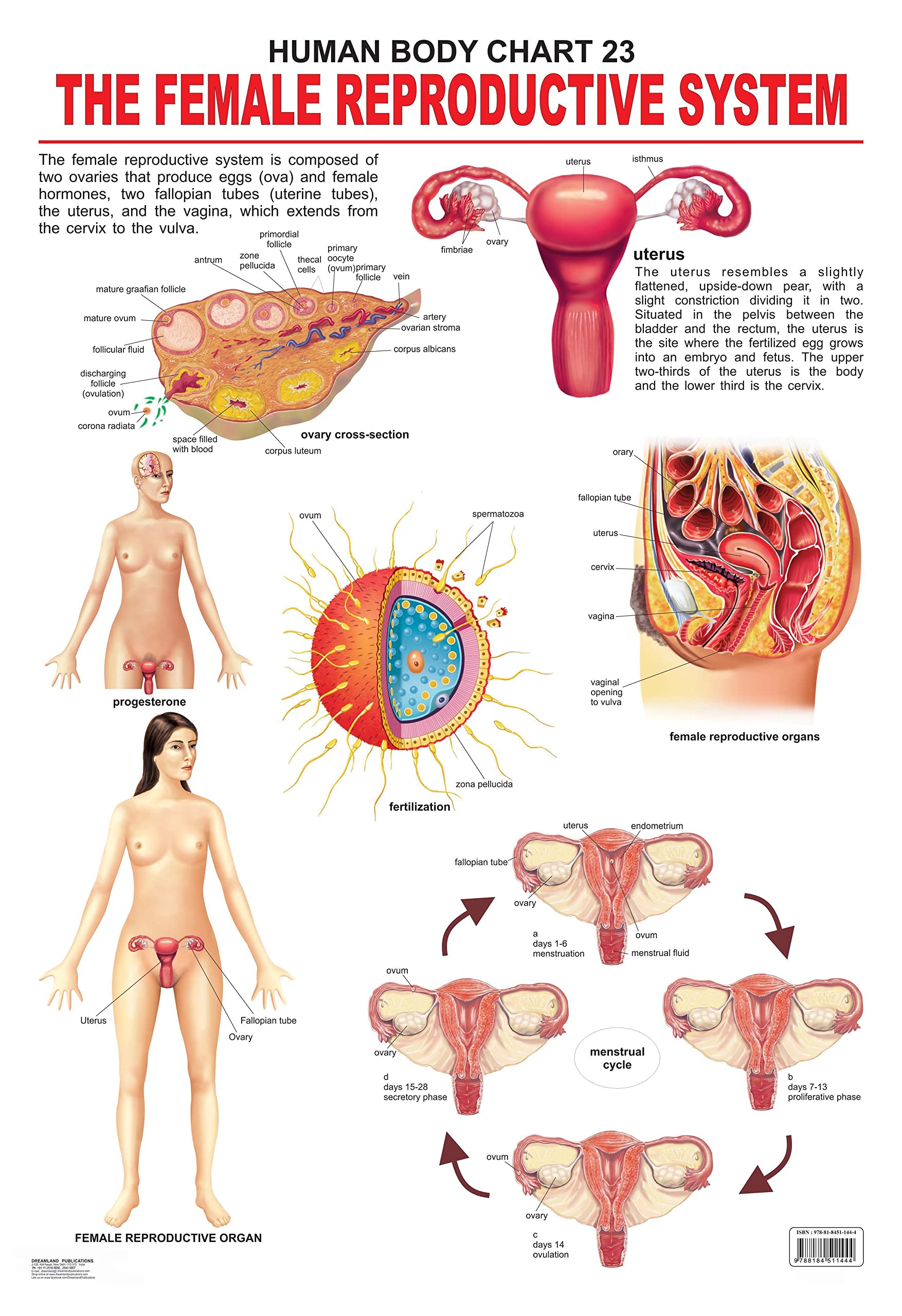 The Female Reproductive System Educational Wall Chart for Kids  48 x 73 cm, Colourful Laminated Learning Chart for Classroom, P