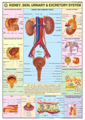 Hp08S | Teachingnest | Kidney, Skin & Excretory Organs Chart 70X100 Cm | English | Human Physiology Chart | Synthetic | Wall Sti