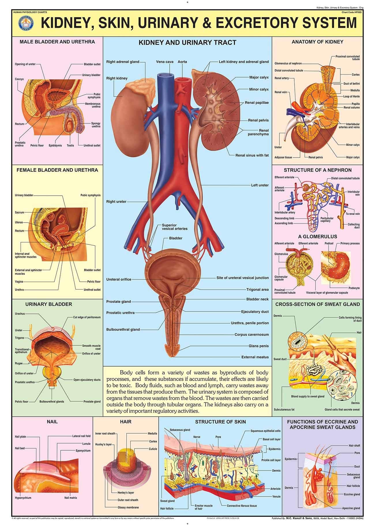 Hp08S | Teachingnest | Kidney, Skin & Excretory Organs Chart 70X100 Cm | English | Human Physiology Chart | Synthetic | Wall Sti