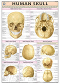 Hp21S | Teachingnest | Human Skull Chart 70X100 Cm | English | Human Physiology Chart | Synthetic | Wall Sticking [Wall Chart] T