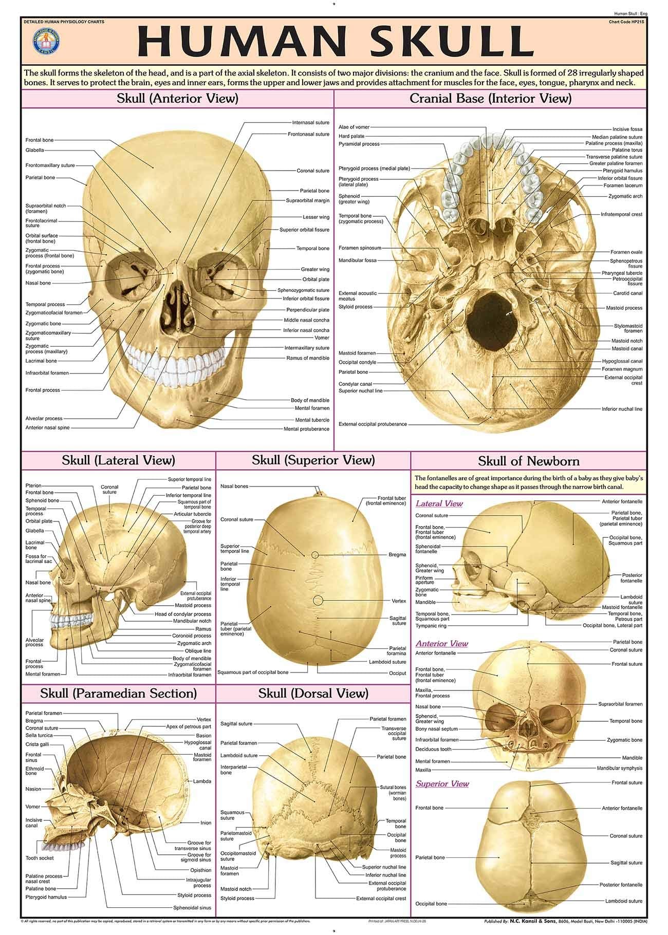 Hp21S | Teachingnest | Human Skull Chart 70X100 Cm | English | Human Physiology Chart | Synthetic | Wall Sticking [Wall Chart] T