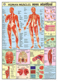 Hpm02 | Teachingnest | Human Muscles Chart 70X100 Cm | English & Hindi Combined | Human Physiology Chart | Laminated | Wall Stic