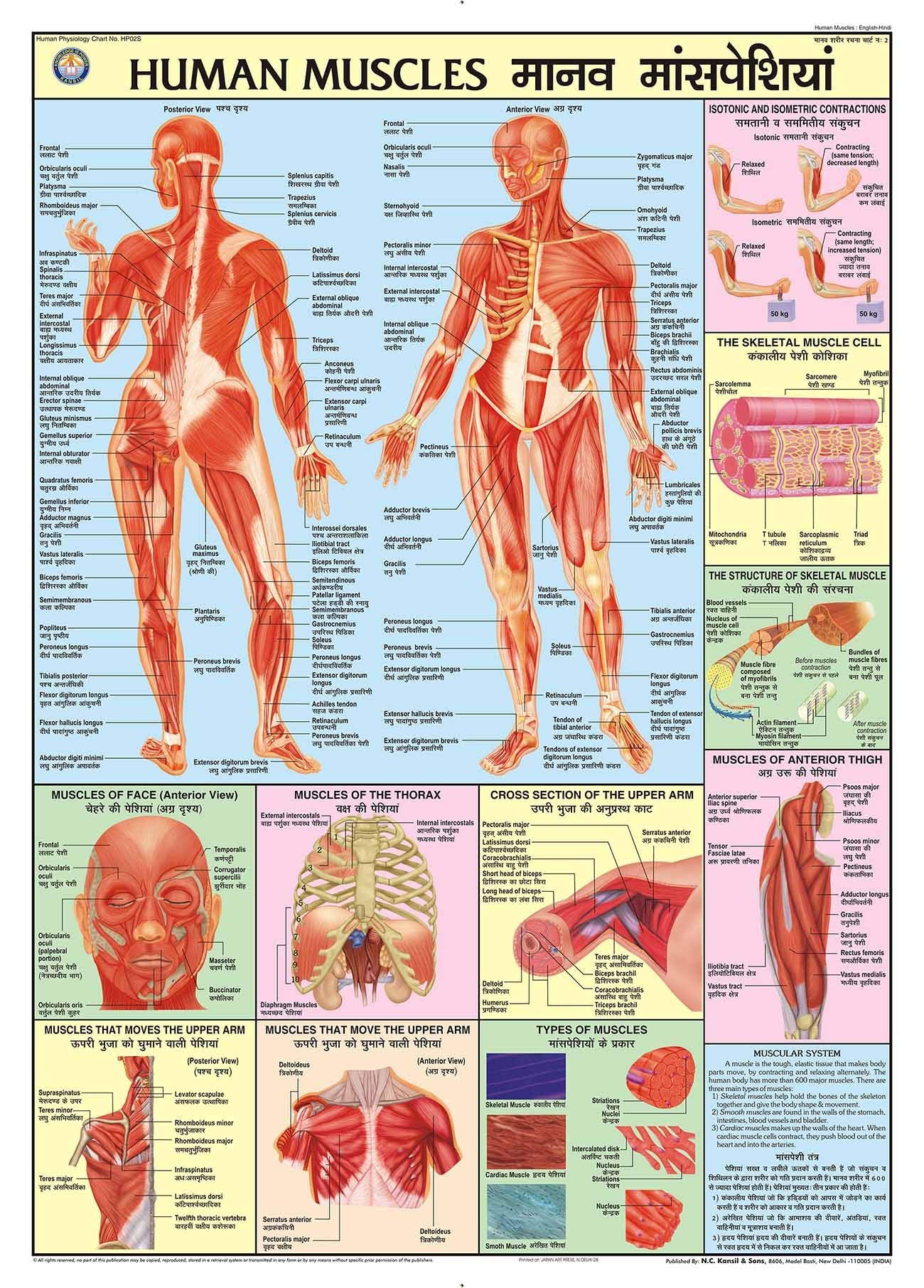 Hpm02 | Teachingnest | Human Muscles Chart 70X100 Cm | English & Hindi Combined | Human Physiology Chart | Laminated | Wall Stic