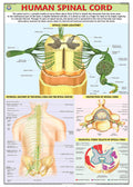 Hp29S | Teachingnest | Human Spinal Cord Chart 70X100 Cm | English | Human Physiology Chart | Synthetic | Wall Sticking [Wall Ch