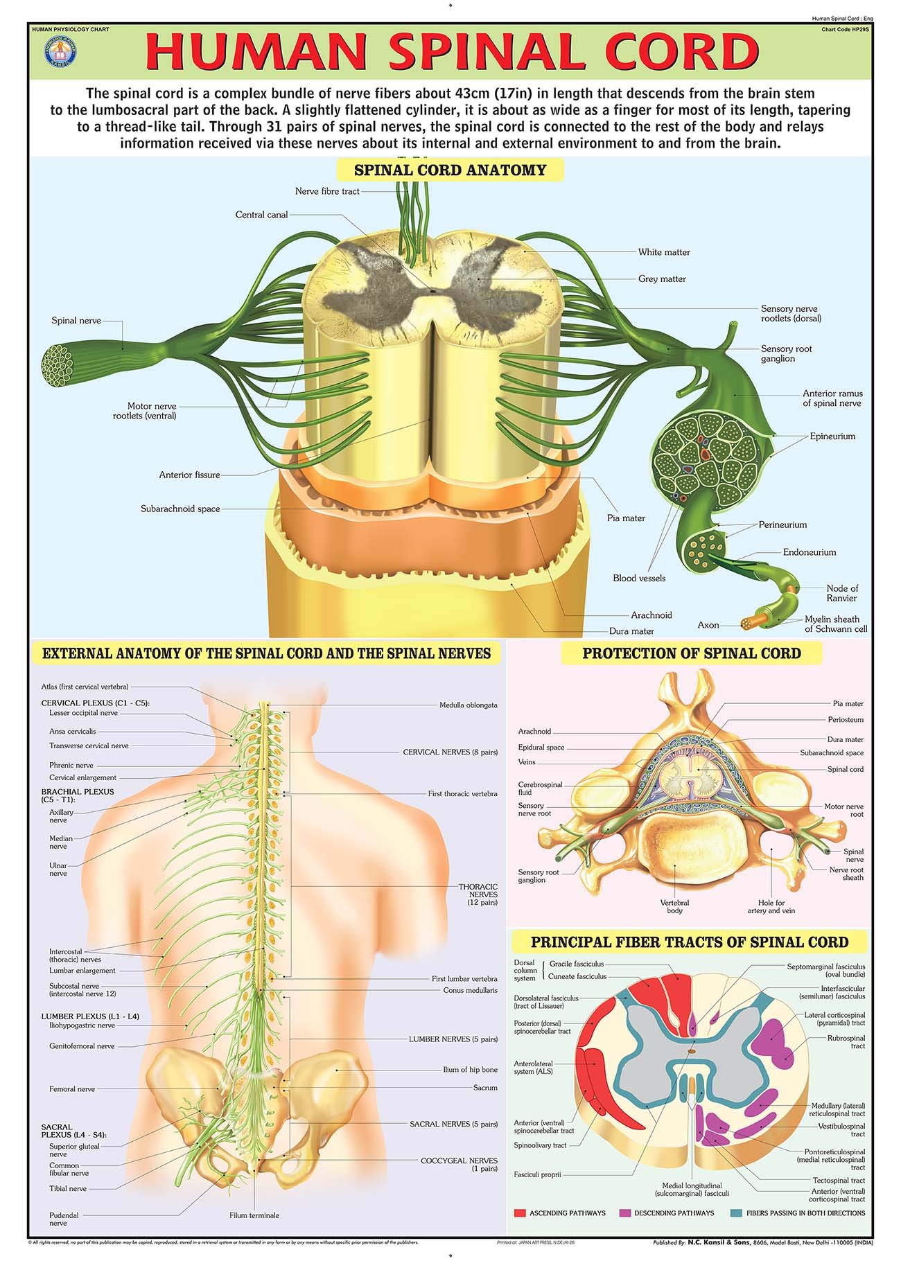Hp29S | Teachingnest | Human Spinal Cord Chart 70X100 Cm | English | Human Physiology Chart | Synthetic | Wall Sticking [Wall Ch