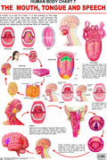 Mouth, Tongue & Speech Laminated Educational Wall Chart | Kids Learning Poster | Colourful Illustrations, BothSide Laminated, T