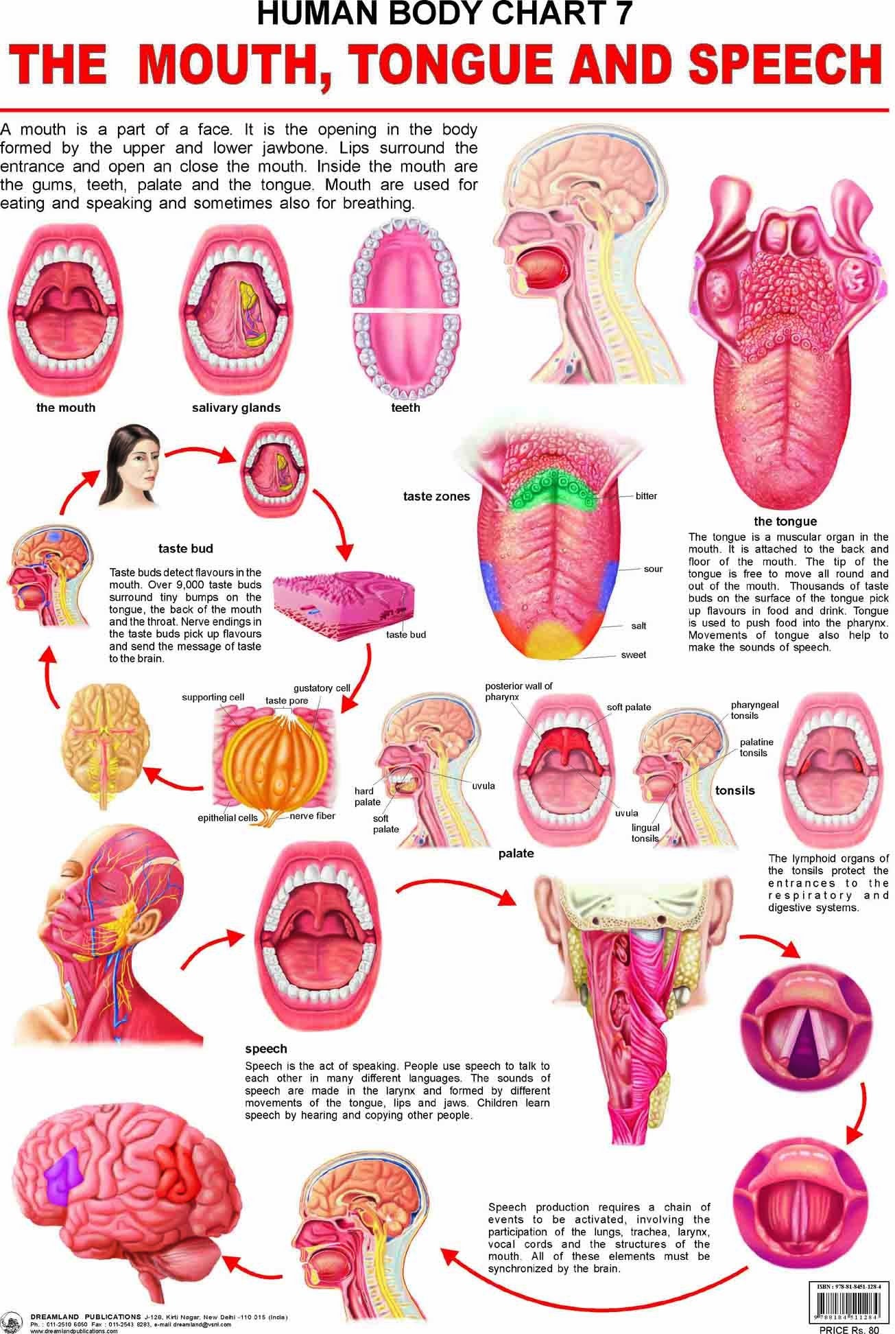 Mouth, Tongue & Speech Laminated Educational Wall Chart | Kids Learning Poster | Colourful Illustrations, BothSide Laminated, T