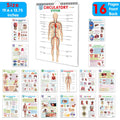 All in one Human Anatomy Chart : full body organs chart, organs, functions chart and more, 16 in one spiral chart, child educat