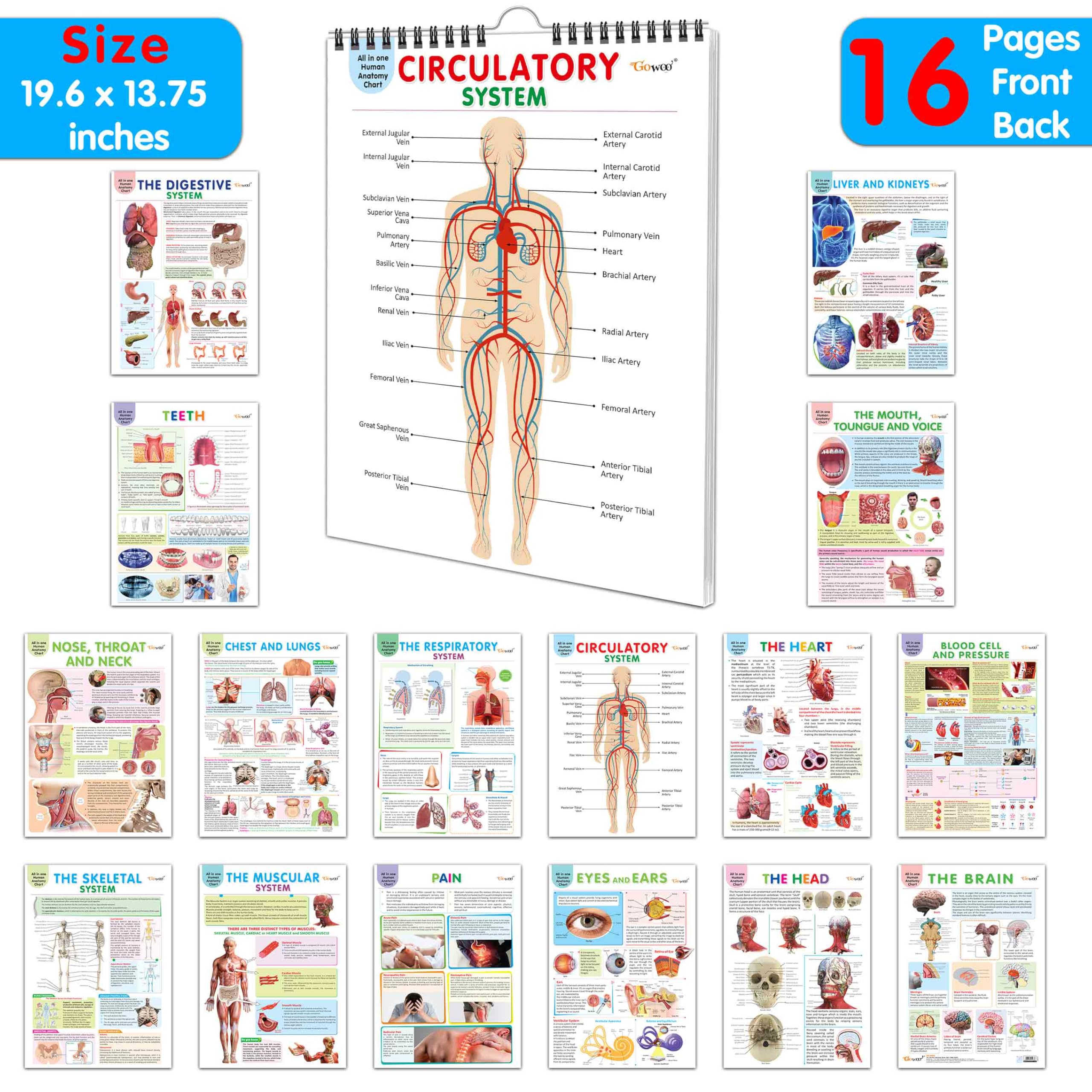 All in one Human Anatomy Chart : full body organs chart, organs, functions chart and more, 16 in one spiral chart, child educat