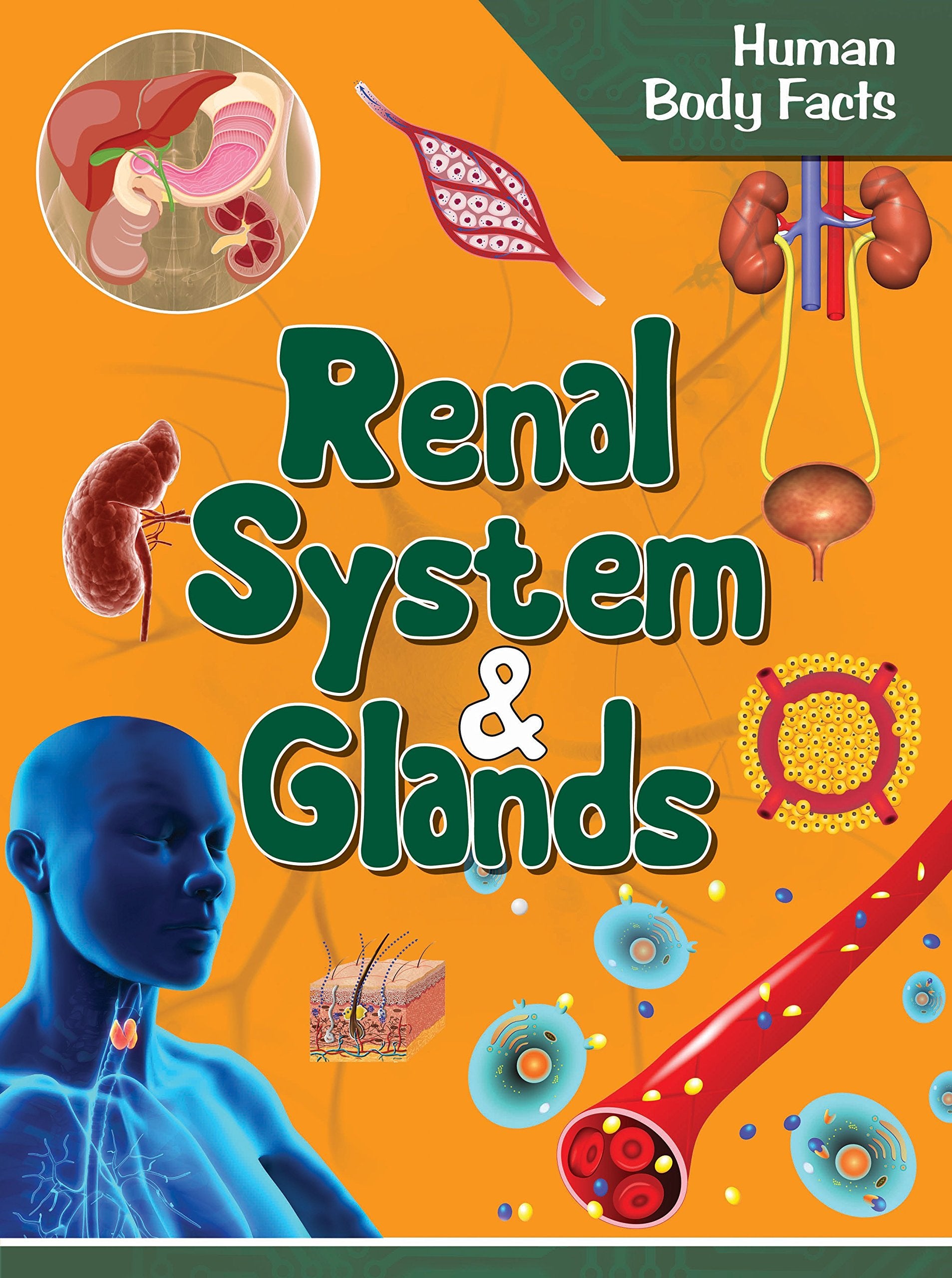 Human Body: Renal System & Glands Human Body Facts