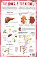 The Liver & The Kidney  Thick Laminated Chart