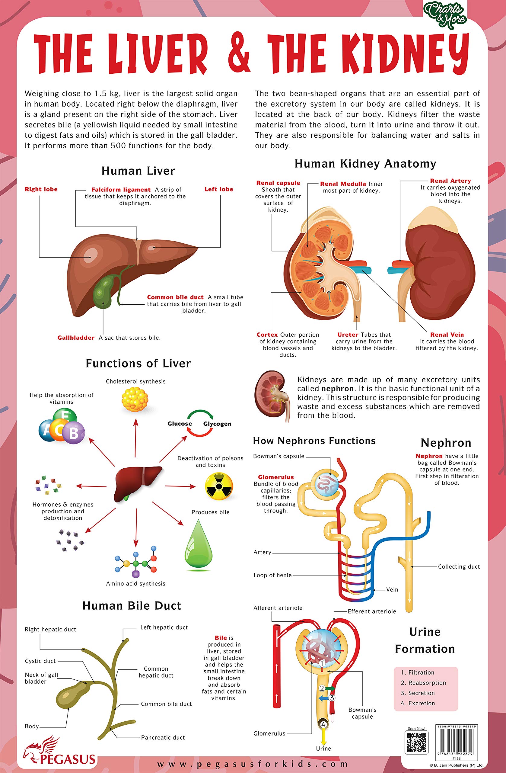 The Liver & The Kidney  Thick Laminated Chart