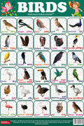 Birds Chart  Early Learning Educational Charts for Kids | 18 x 23 Inch | Colourfull Laminated