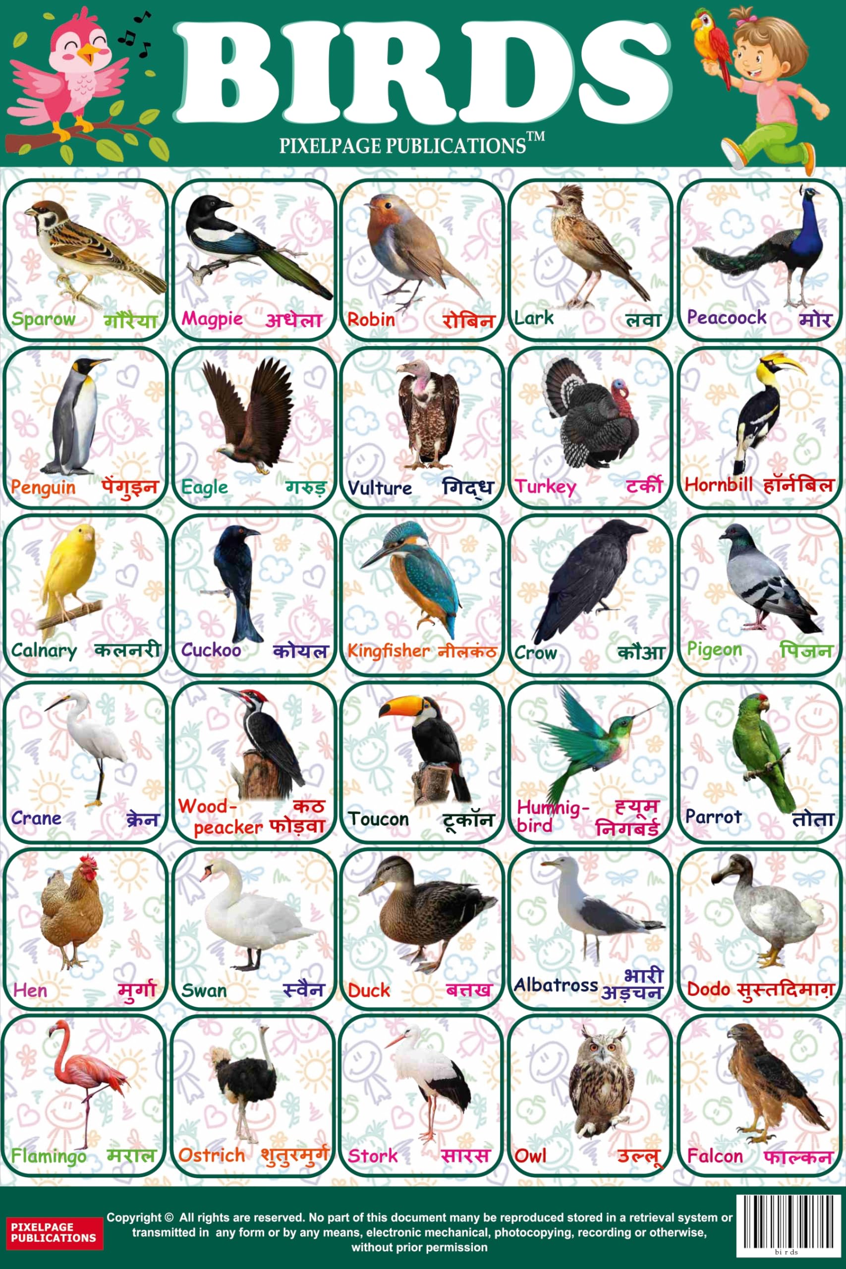 Birds Chart  Early Learning Educational Charts for Kids | 18 x 23 Inch | Colourfull Laminated