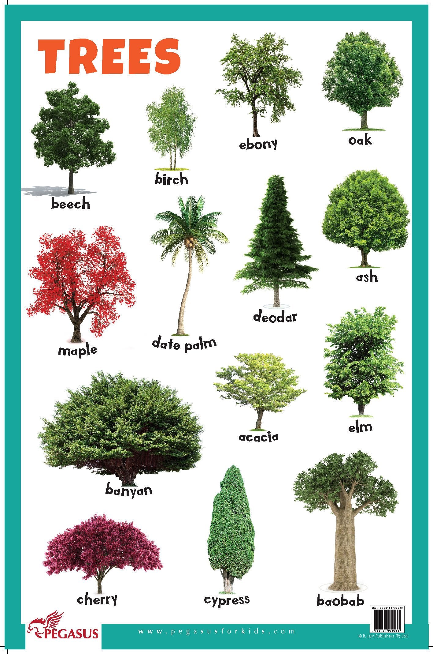 Trees  Thick Laminated Primary Chart